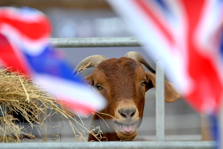 Devon County Show preview. It's showtime - and happy goats are ready to greet visitors