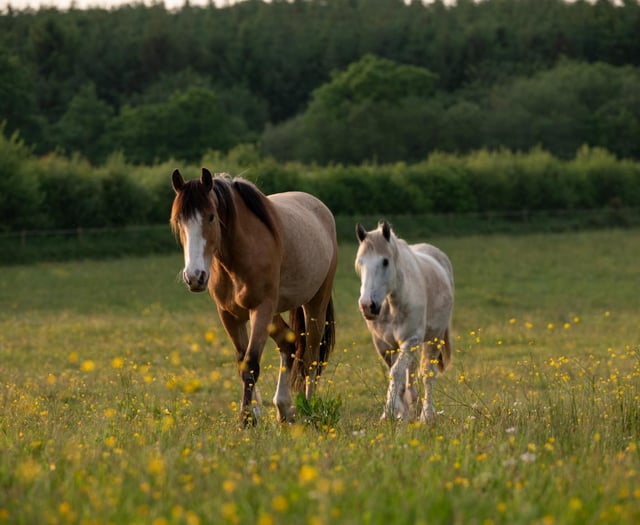 Devon charity seeks volunteer drivers to support rescued horses
