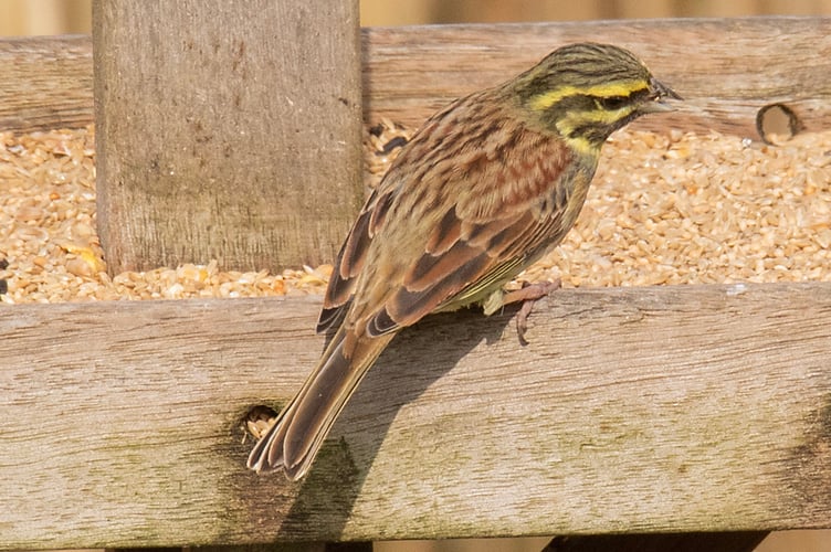 Uncommon Cirl Bunting at West Charleton.