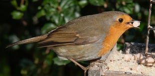 Nature Diary by Geoff Foale | Should we feed garden birds?