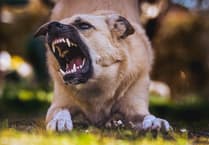 Devon & Cornwall Police Seize Over 350 Suspected Banned Dog Breeds
