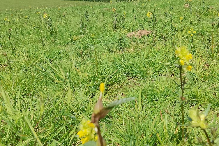 Field in Hope Wood - SHDC