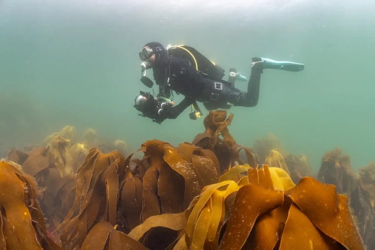 David Palfrey swimming over kelp forset Ph: Lewis Jeffries