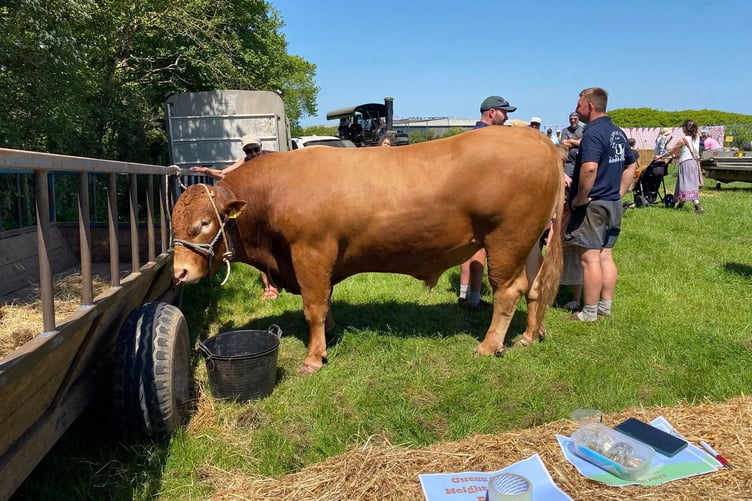 Bruce the Bull owned by John Tucker and Family
