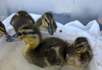 Miracle duckling rescue in Totnes