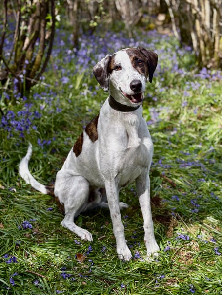 Tank the Greyhound X Welsh Foxhound