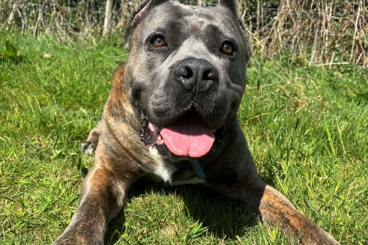 Jago the Cane Corso