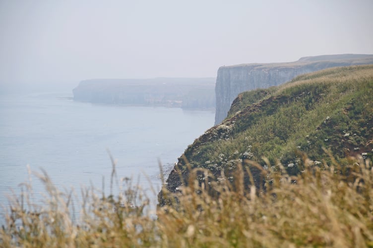 Bempton Cliffs - Alice Henderson