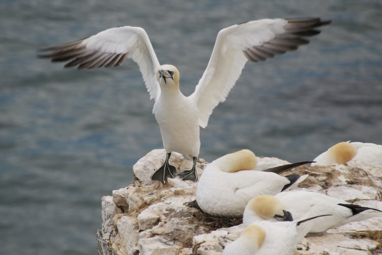 Nesting Gannets - Alice Henderson