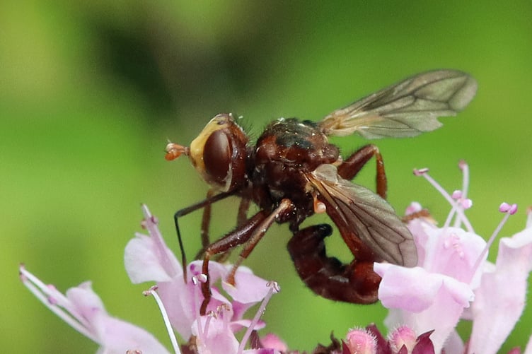 Ferruginous Bee-grabber by James Clark