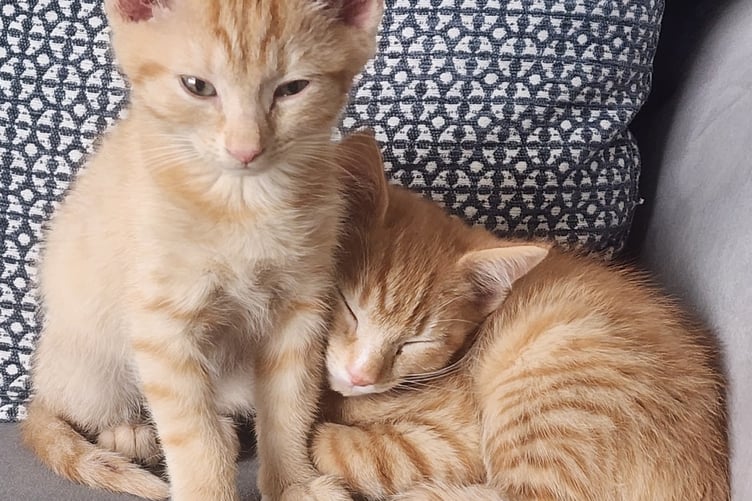 Bob and Buddy
