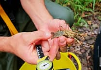 Saving native crayfish in Devon
