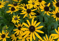 Stella's Gardening Tips for Heatwave