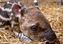 Rare tapir birth boosts global conservation efforts