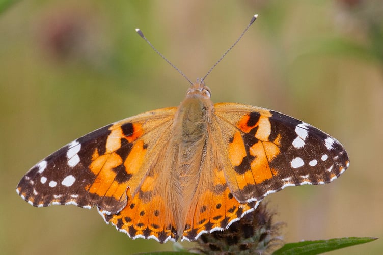 Painted Lady near Coast Path