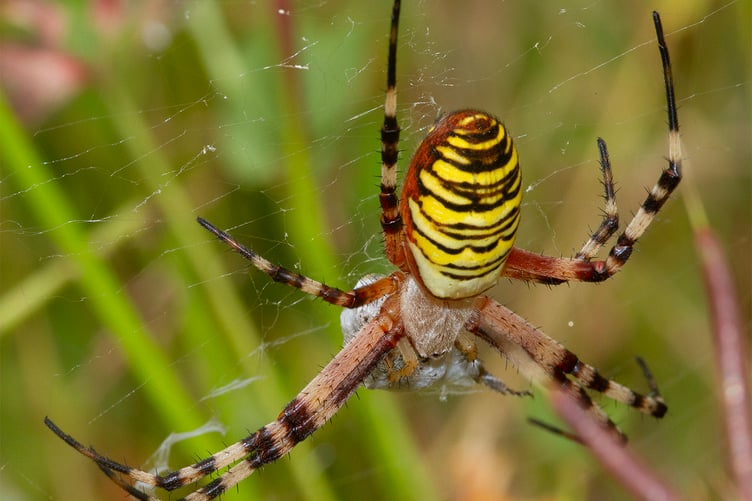 Wasp Spider - Argiope bruennichi