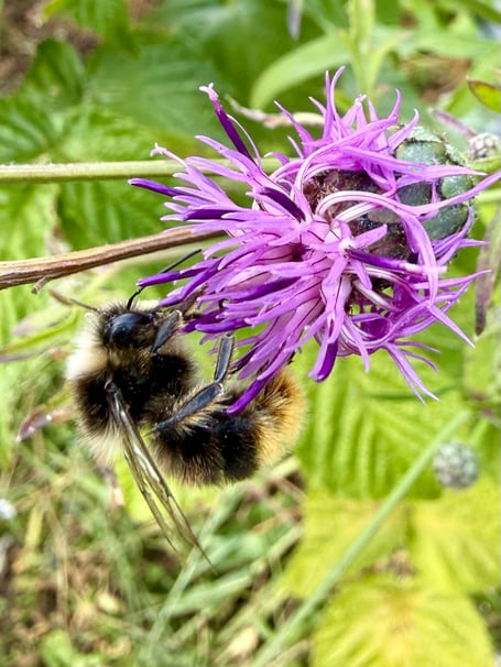 Pollinators