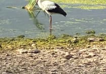 Search for elusive stork in Devon