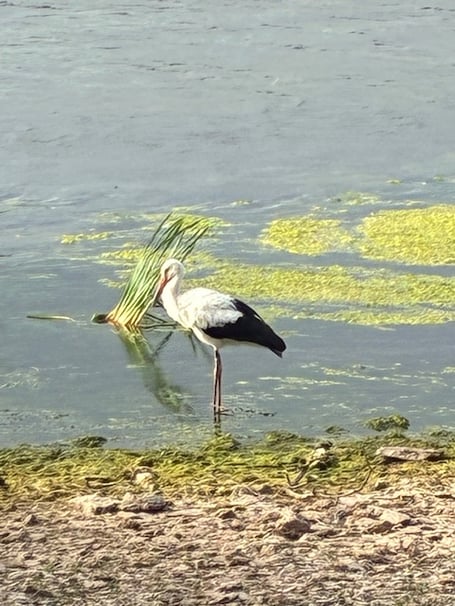 Common Stork by Slapton Ley - James Hall-Lilley