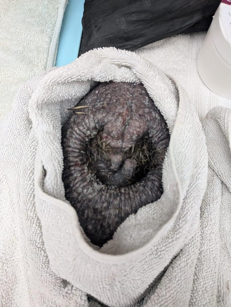 Ollie the prickleless hedgehog goes viral.