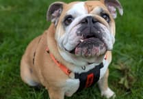 Help Dumpling breathe easy with £2,500 surgery appeal
