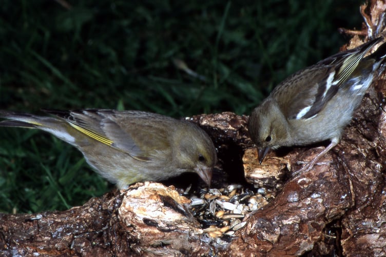 Greenfinch and Chaffinch