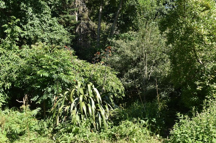 Forest Garden
