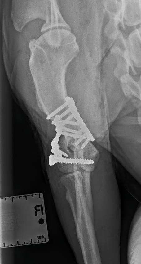 Finn the Spaniel with Humeral Intracondylar Fissure