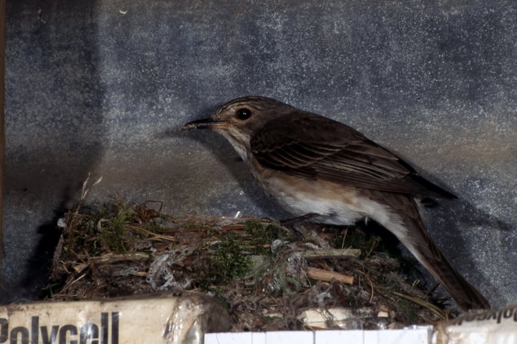 The female feeding the newly hatched young with a small moth.