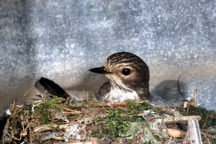 The female awaiting the arrival of her mate
