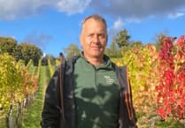 Sandridge Barton Wines harvests best ever quality grapes