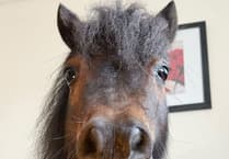 Patrick the Pony wins international animal heroes award